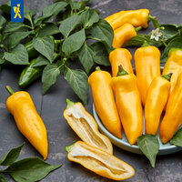 Gelbe Paprika, eine aufgeschnitten, grüne Paprika und grüner Beard auf dunklem Untergrund.