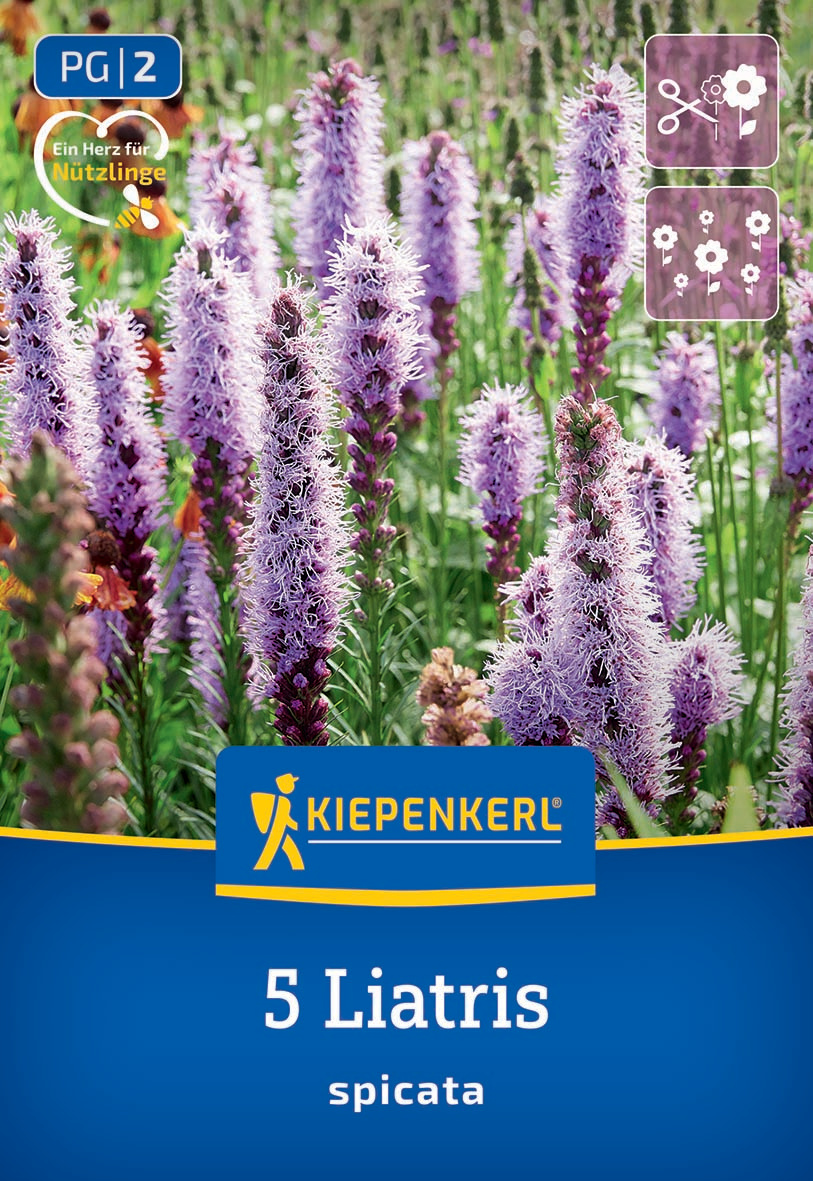 Bunte Pflanze mit lila blühenden Stauden, Kiepenkerl Logo, Text 5 Liatris spicata.