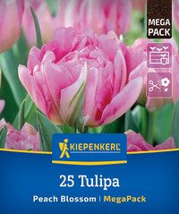 Pink tulip in a garden, Verpackung für 25 Tulpen, Kiepenkerl Marke, Mega Pack, Pflegetipps.