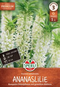 Weiße Blütenstände der Ananaslilie (Eucomis autumnalis) mit gewellten Blättern im Hintergrund.