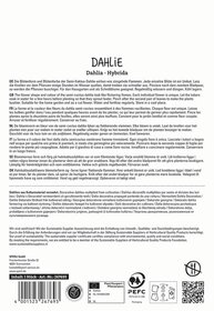 Text in multiple languages describing semi-cactus dahlia flowers and their care requirements.