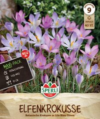 Maxi-Pack Elfenkrokus Mix