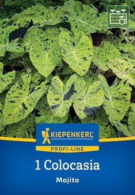 Grüne, mehrfarbige Blätter der Mojito-Colocasia Pflanzen.