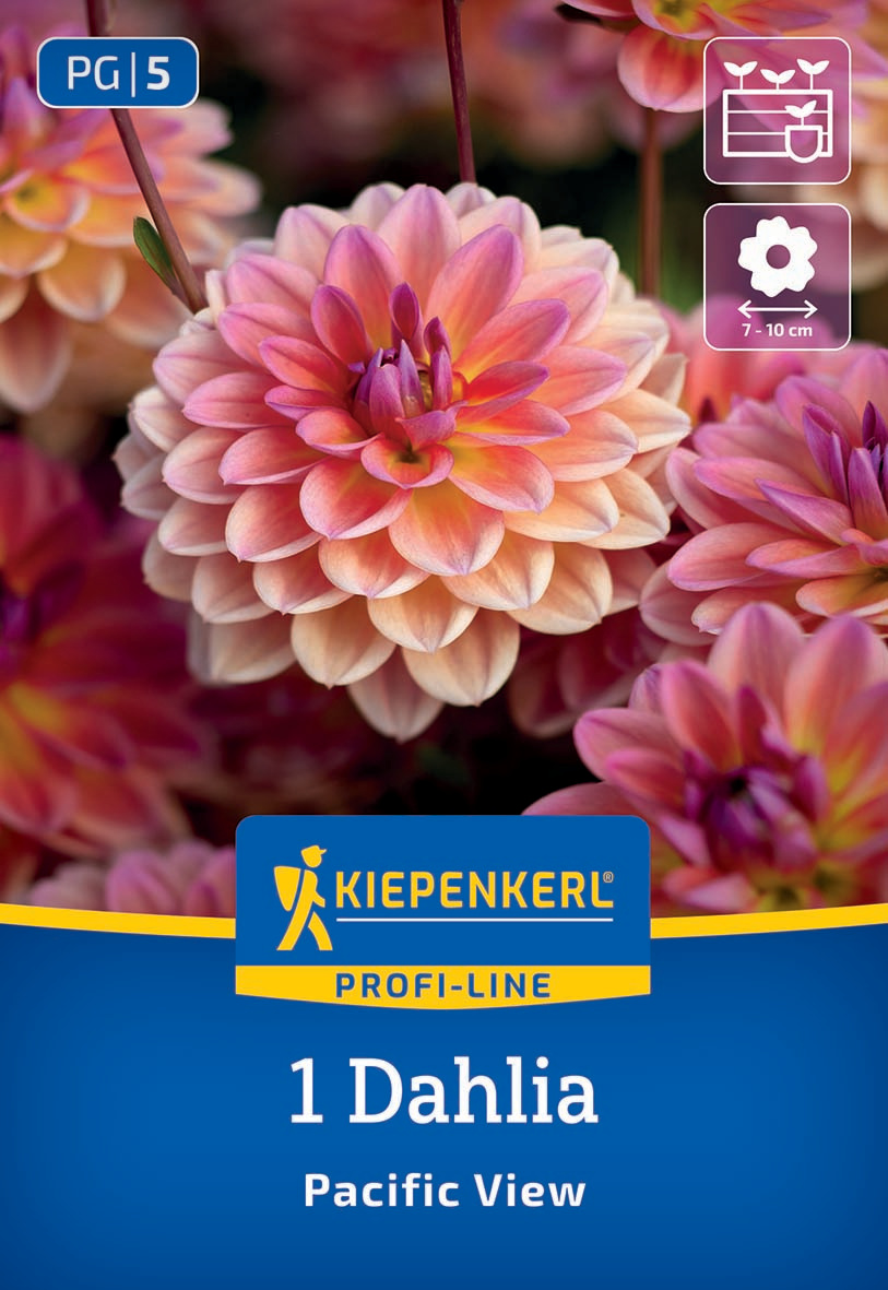 Dahlie mit pinken, orangen und gelben Blüten, auf Verpackung mit Kiepenkerl-Profi-Line-Logo, PG5.