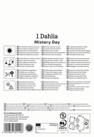 Anweisungen für Dahlienpflege in mehreren Sprachen, Symbole für Standort, Wasser, Schnitt, Pflanzenschutz, Pflücken, Frostschutz, Abfall.