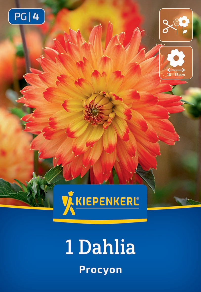 Große orange-gelbe Dahlie mit roten Spitzen auf einem gartenbezogenen Samenpäckchen.