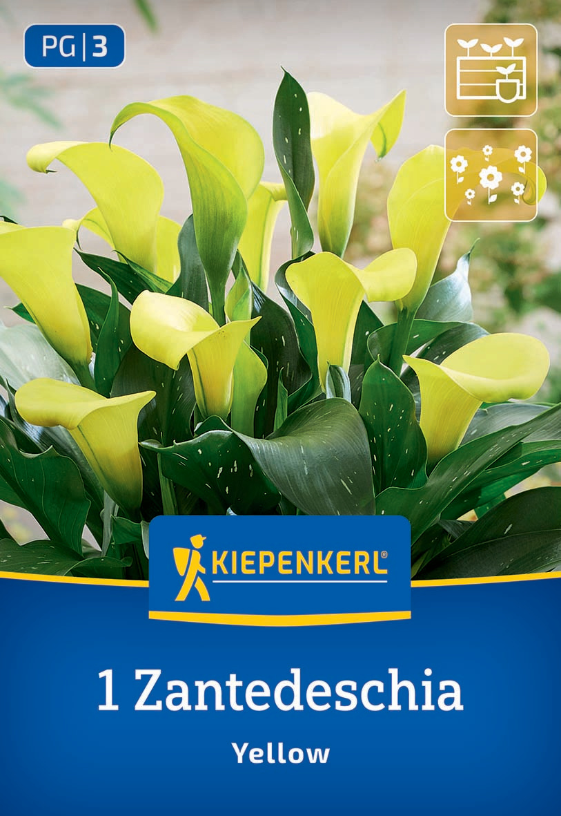 Gelbe Zantedeschia-Blumen mit grünen Blättern in einer Verpackung mit Kiepenkerl-Logo.