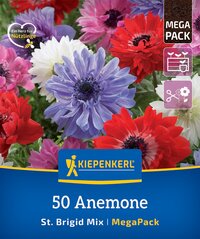 Bunte Anemonen in Rot, Weiß, Blau und Pink in Blüte, auf Verpackung für Blumensamen.