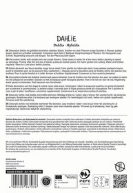 Dahlie mit gefüllten dunkelrot-violetten Blüten, Knollen vor dem Pflanzen in Wasser, mehrsprachige Pflegeanleitung.