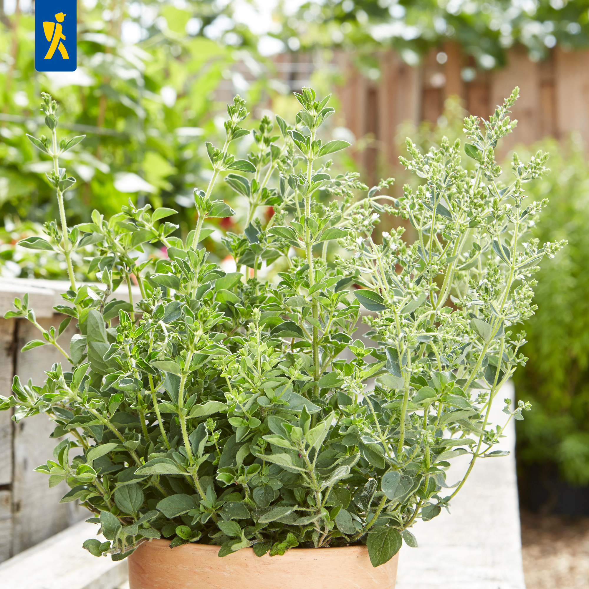 Kräuterpflanze in Terrakottatopf auf Holzbank im Garten mit grünen Blättern und kleinen weißen Blüten.