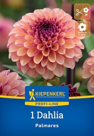 Dahlie in orange und roter Farbe, große, runde Blüten, auf Verpackung mit Kiepenkerl Profiline Label.