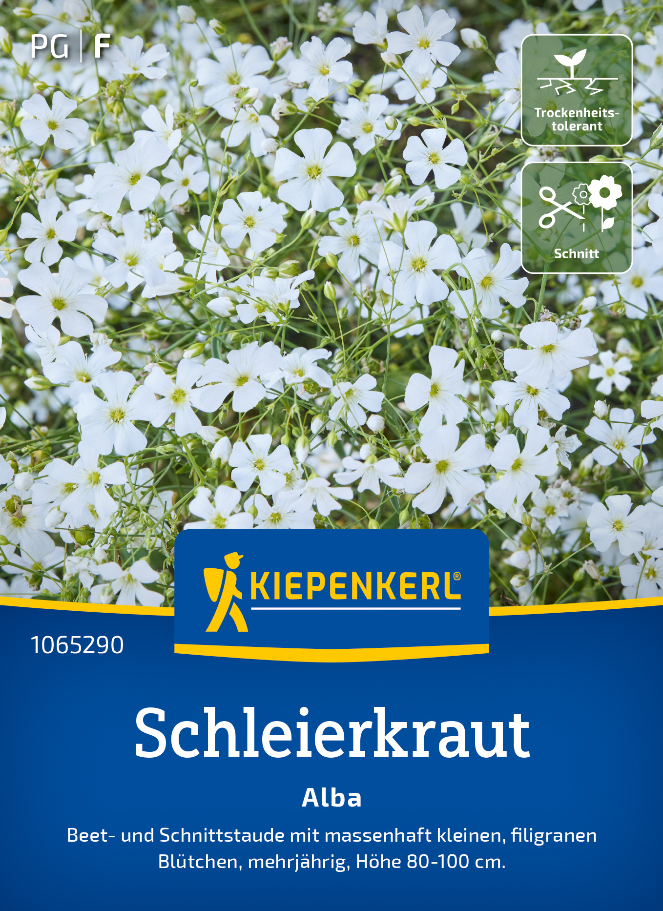 Weißer Schnittlauch mit kleinen Blüten, mehrjährig, Höhe 80 bis 100 cm