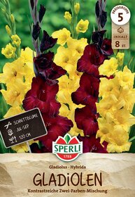 Gelbe und dunkelrote Gladiolen mit grünen Blättern im Hintergrund.