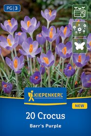 Botanischer Krokus Barr's Purple