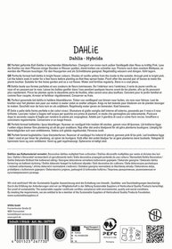 Texte auf einer Packungsbeilage mit Beschreibung einer Dahlie in mehreren Sprachen, ohne Bildinhalte.