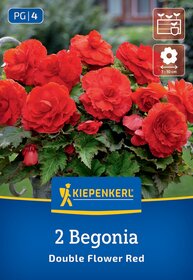 Rote Begonienblumen in einem Topf, große Blüten, grüne Blätter.