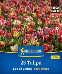 Fronansicht von mehrfarbigen Tulpen 25 Tulipa Sea of Lights Mega Pack.
