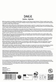 Beschreibung des Bildinhalts: Text auf mehreren Sprachen über Dahlien, Pflegehinweise und Nachhaltigkeitszertifizierung.