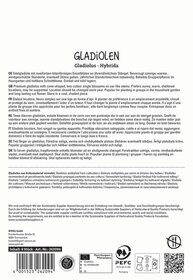 Beschreibung auf dem Bild: Text auf einer Verpackung mit Informationen zu Gladiolen, in mehreren Sprachen, inklusive Zertifizierungssiegel.