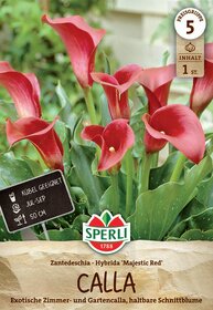Rot blühende Zantedeschia Hybrid Majestic Red mit grünen Blättern auf einem Pflanzentopf.