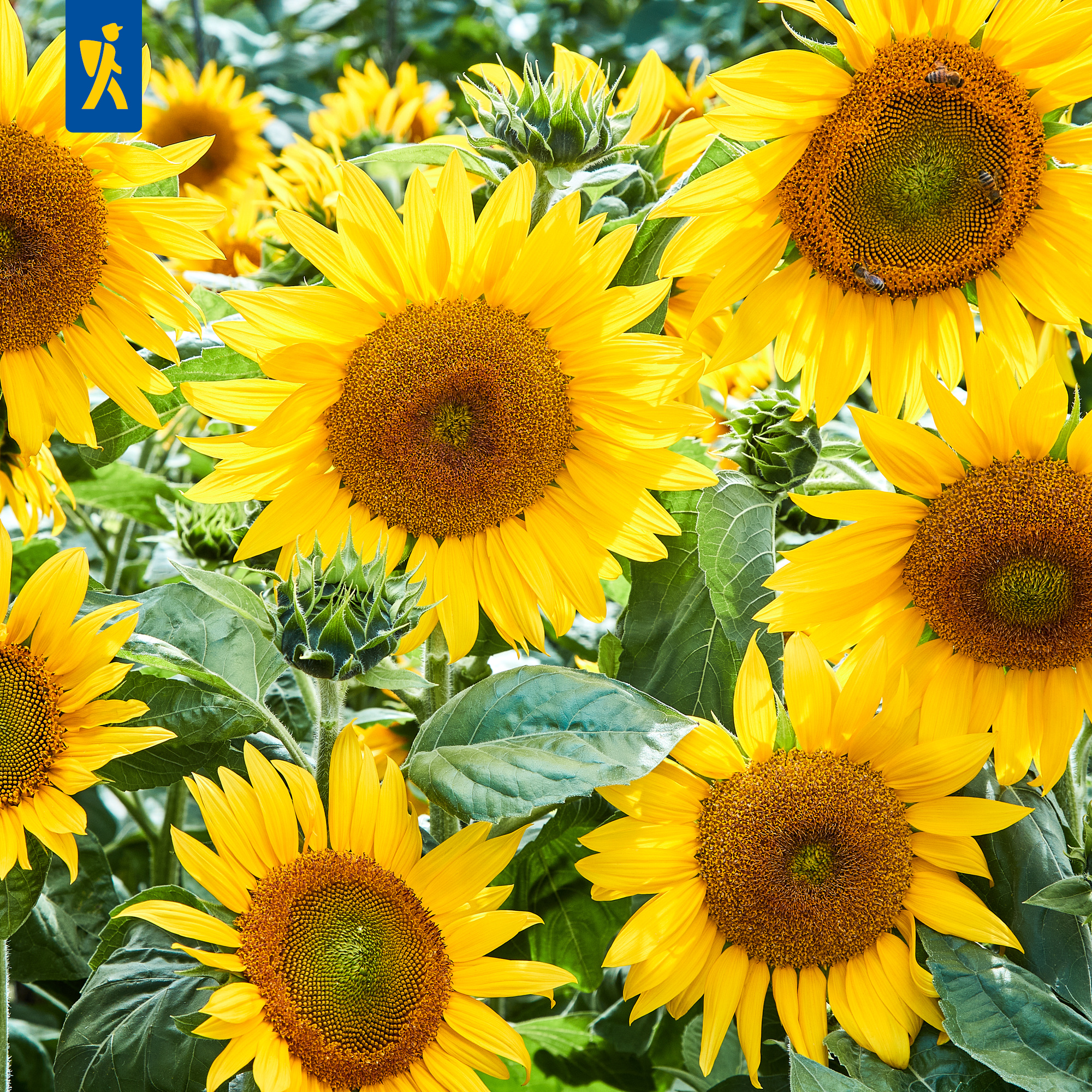 Mehrere große gelbe Sonnenblumen mit grünen Blättern, einige Bienen auf blühenden Köpfen.