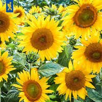 Mehrere große gelbe Sonnenblumen mit grünen Blättern, einige Bienen auf blühenden Köpfen.