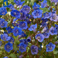 Bunte blaue und lila Glockenblumen mit weißen Staubblättern und grünen Blättern.