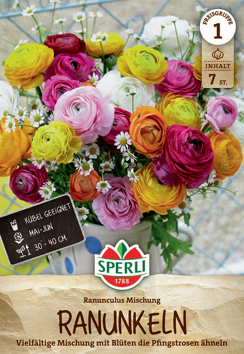 Bunte Ranunkelblumen in unterschiedlichen Farben mit weißen Gänseblümchen im Hintergrund.