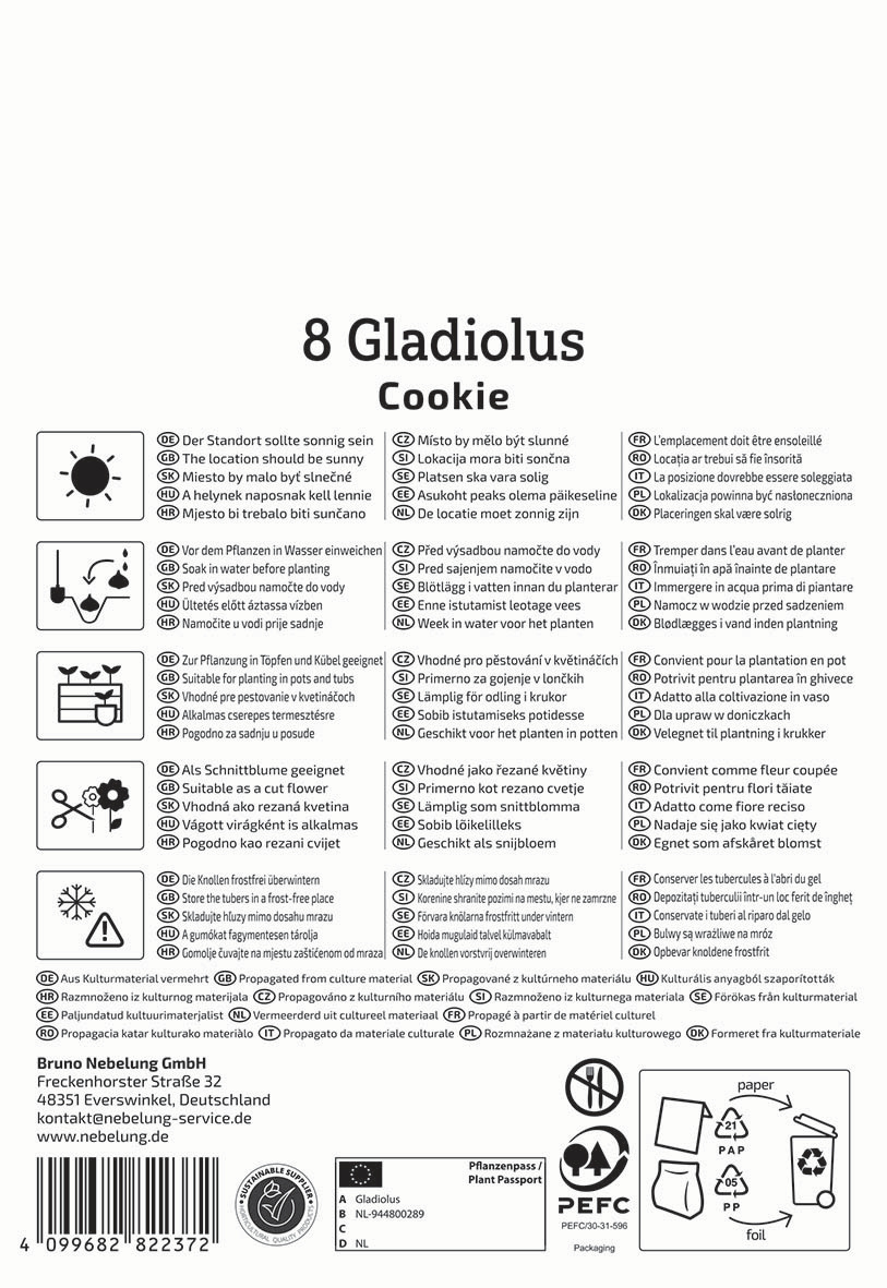 Anleitung für das Pflanzen eines Gladiolus Cookie in verschiedenen Sprachen mit Icons für Sonnenlicht, Wasser, Topf, Schneide.