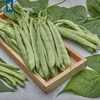 Grüne Bohnen in Holzschale mit großen grünen Blättern umgeben auf grauem Boden.