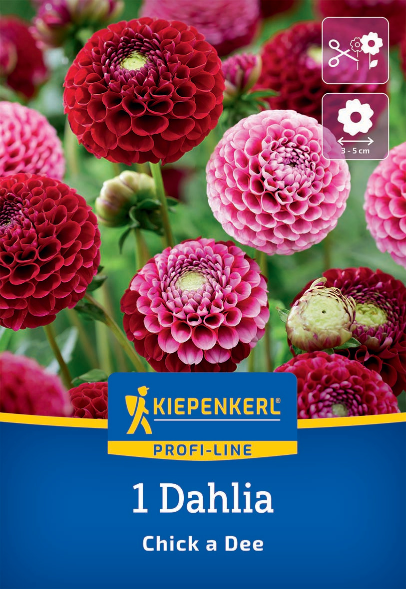 Mehrfarbige Dahlienblumen in Pink und Rot vor grünem Hintergrund, Pflanzenetikett mit Kiepenkerl Logo.