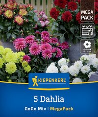 Fünf Töpfe mit bunten Dahlien in pink, gelb, weiß und rot auf einem Gartentisch.