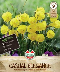Maxi-Pack Reifrocknarzissen Casual Elegance
