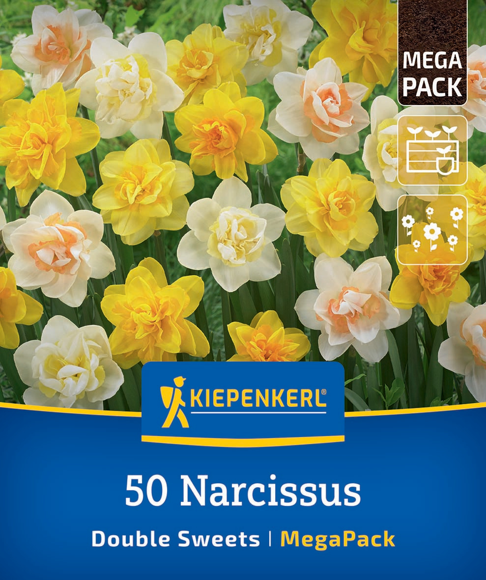 Blumenbeet mit weißen, gelben und peachfarbenen Narzissen, Kiepenkerl Logo, Text und Symbole.