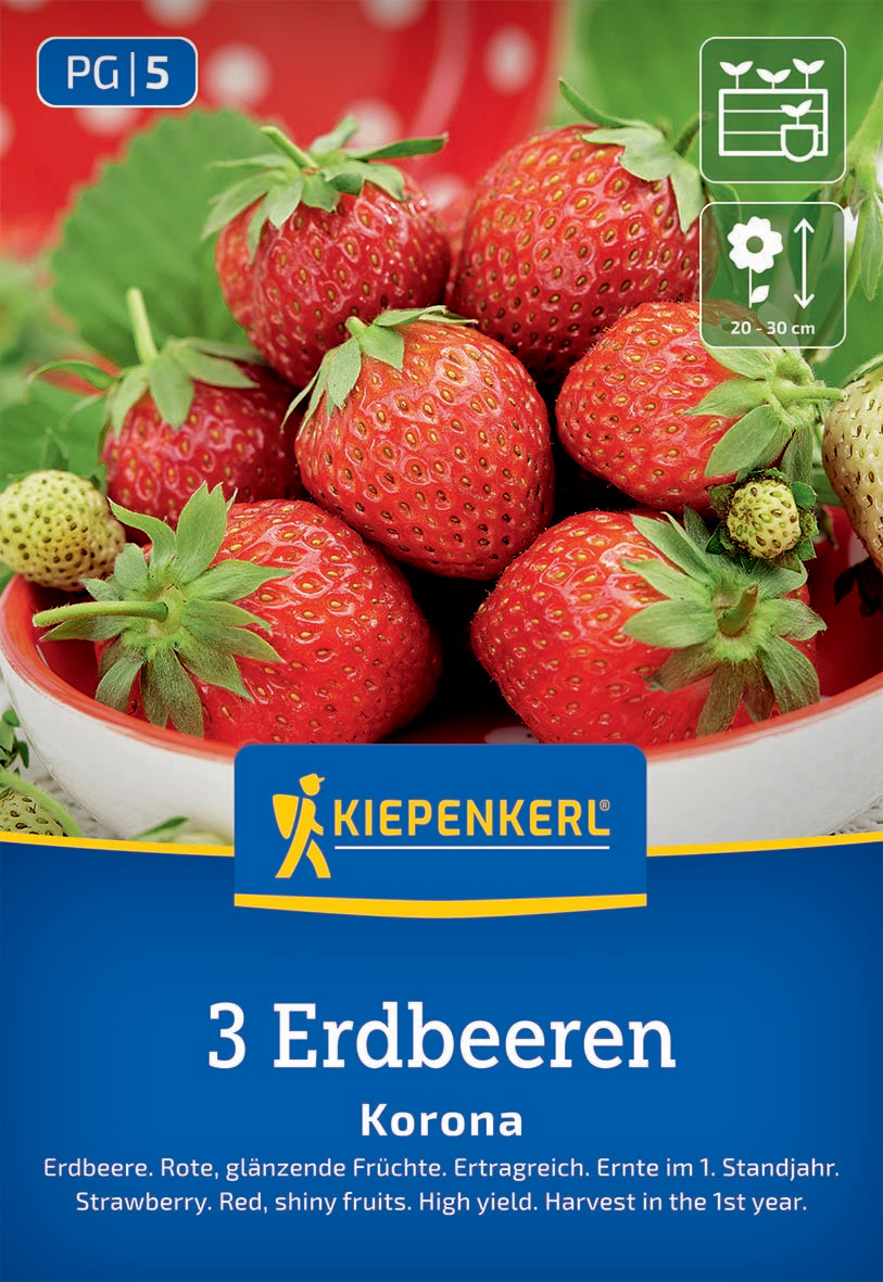 Drei große rote Erdbeeren mit grünen Blättern in einer Schale, einige unreife Erdbeeren im Hintergrund.