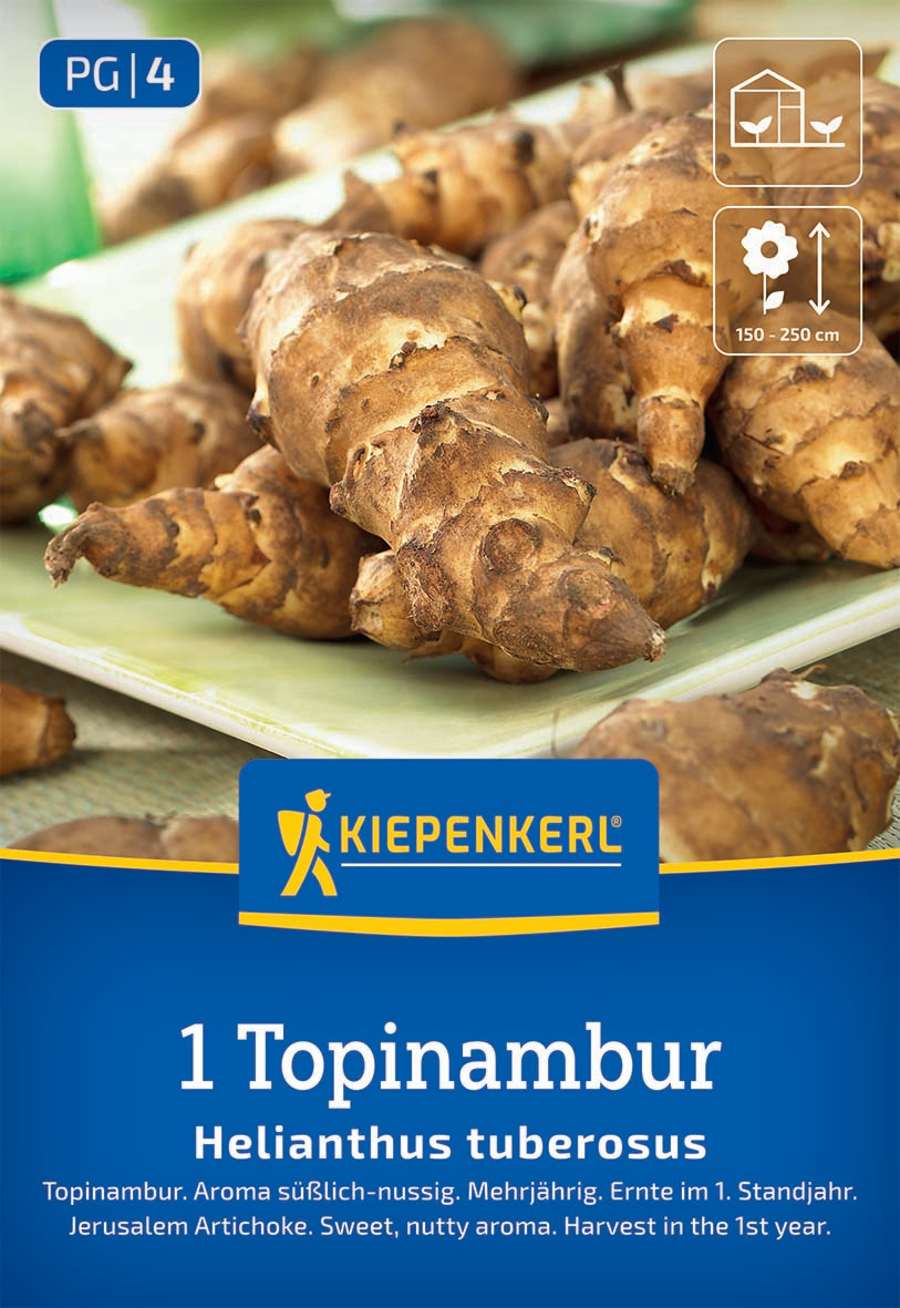 Wurzelknollen der Topinambur-Pflanze, braun, ungewaschen, auf einem grünen Teller.