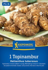 Wurzelknollen der Topinambur-Pflanze, braun, ungewaschen, auf einem grünen Teller.