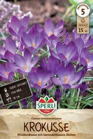 Wildkrokus C. tommasinianus