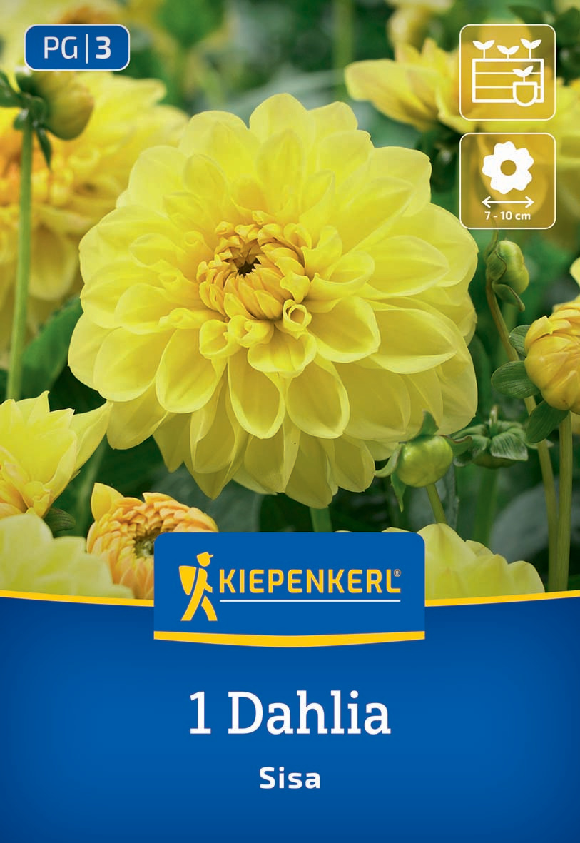 Gelbe Dahlie mit großen Blüten auf grünen Stängeln, Verpackung von Kiepenkerl.