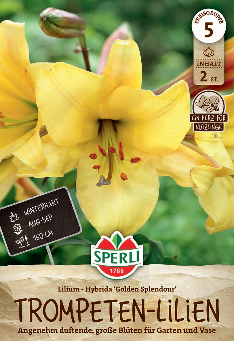 Gelbe Lilienblüte mit mehreren Blüten und Knospen im grünen Garten, Magentarote Staubblätter.