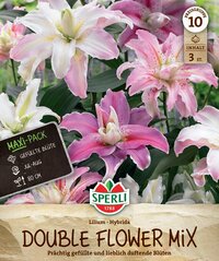 Doppel-Lilie mit großen, gefüllten pink-weißen Blüten und grünen Blättern im Hintergrund.