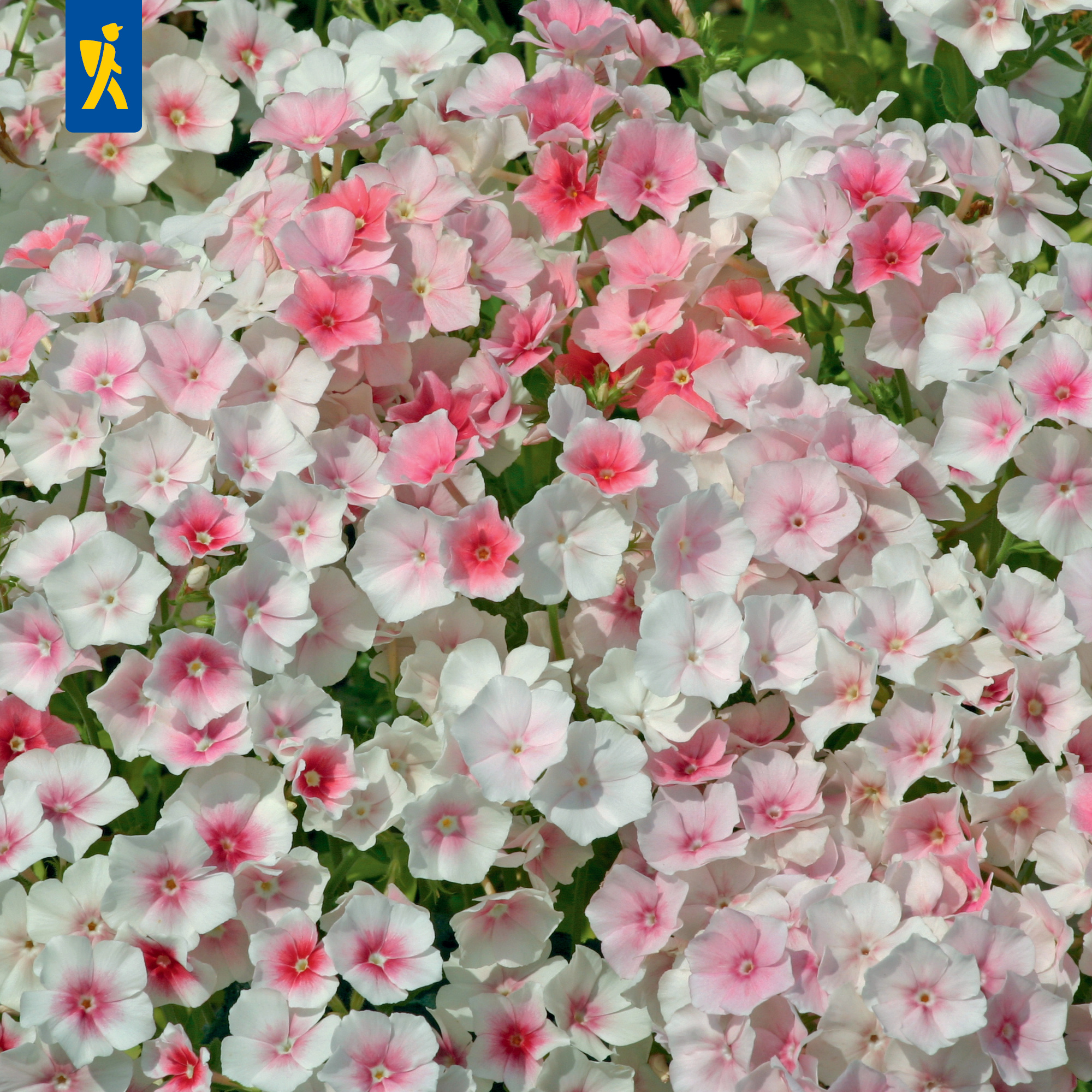 Weiße und pinkfarbene Petunienblüten dicht beieinander.