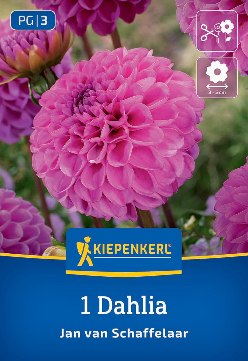 Große pinke Dahlie mit dicht gefüllten Blütenblättern, im Hintergrund weitere Dahlien auf grünem Stiel.