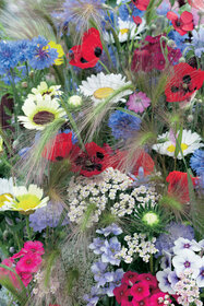 Bunte Blumen in verschiedenen Farben und Arten, mit Gräsern durchsetzt.