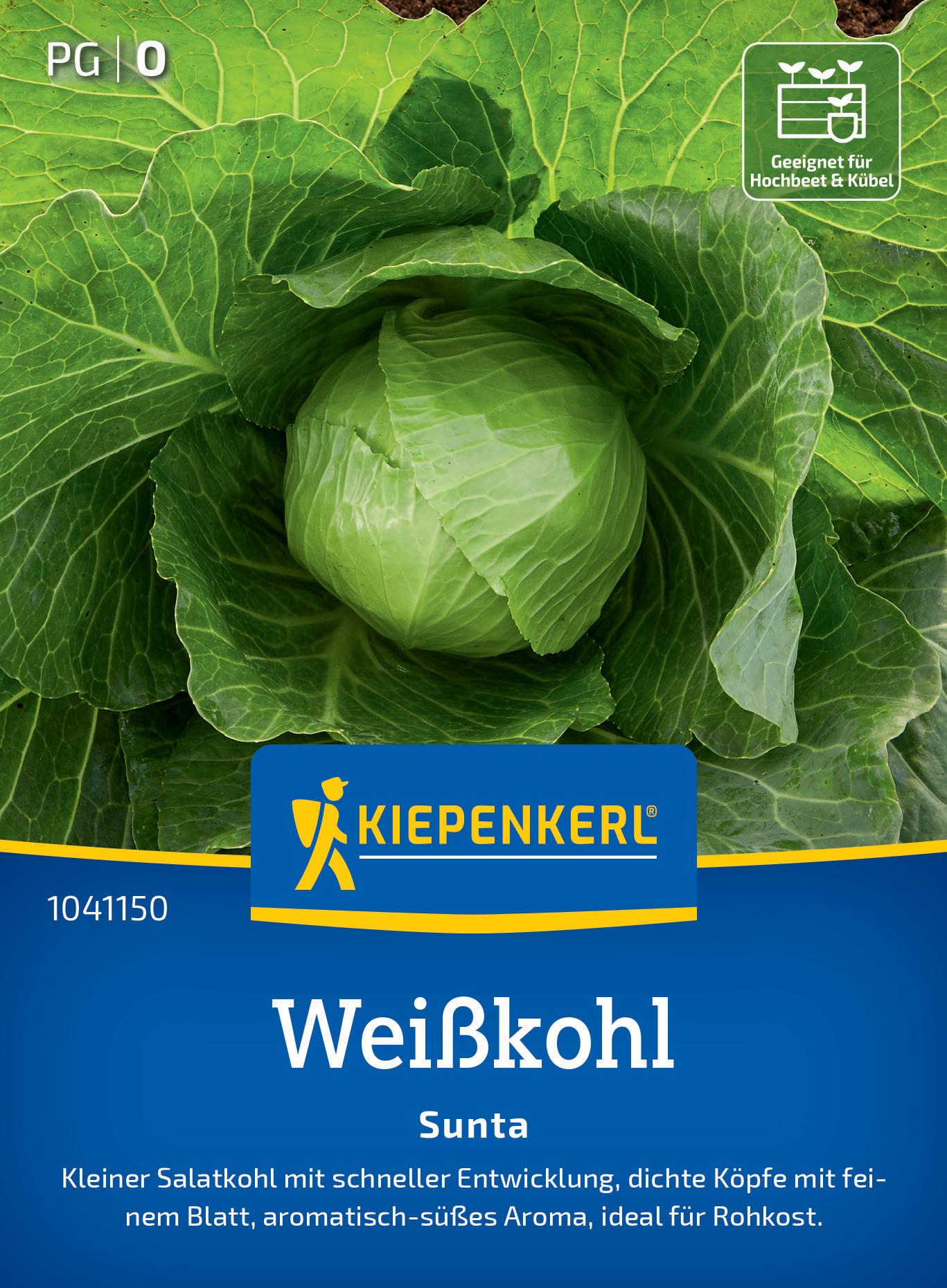 Kopfsalat mit grünen Blättern und einer großen, geschlossenen, runden, grünen Kopf in der Mitte.