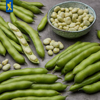 Grüne seitliche Bohnen, offene und geschlossene, in einer blauen Schüssel, auf grauem Untergrund verteilt.