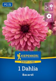 Große pinke Dahlie mit mehreren Schichten zarter Blütenblätter vor grünem Hintergrund, inklusive Pflegehinweisen auf der Verpackung.