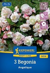 Knollenbegonien Angelique