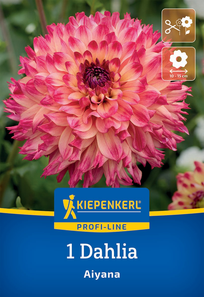 Große pinke bis apricotfarbene Dahlien mit dunkelvioletter Mitte auf einem Etikett.