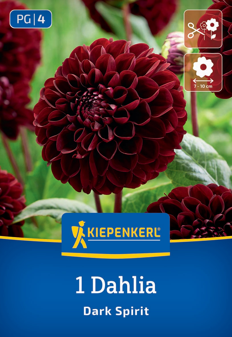 Dahlie mit dunklen roten Blüten und grünen Blättern im Hintergrund.